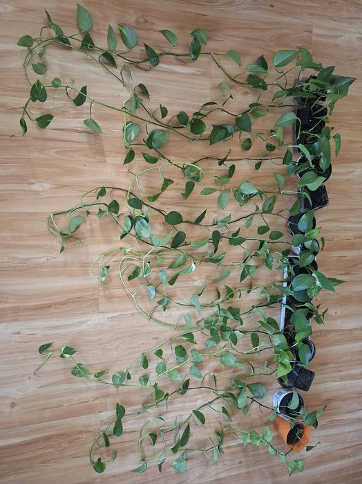 Epipremnum pnacze długie sztuka