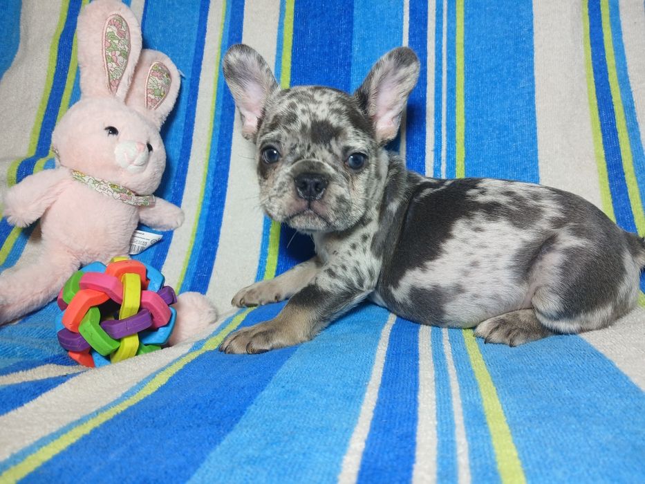 Французский бульдог мальчики