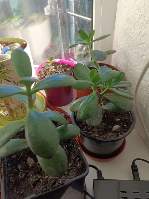 Квіти лікувальні в наявності