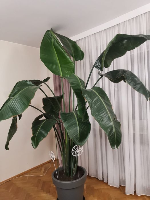 Strelicja Nicolai Biała duża