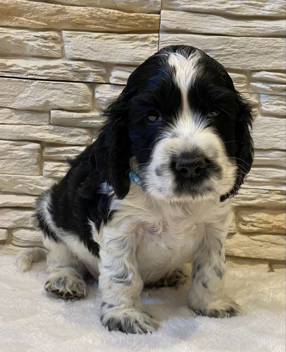 BROKAT Cocker Spaniel Angielski.REZERWACJA