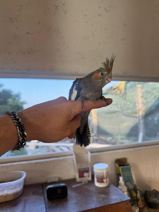 Caturra domesticada
