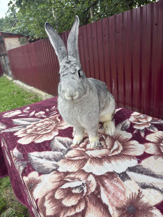 Продається кітна кролиця 
Порода "Європейська шиншила"Про вакцинована,