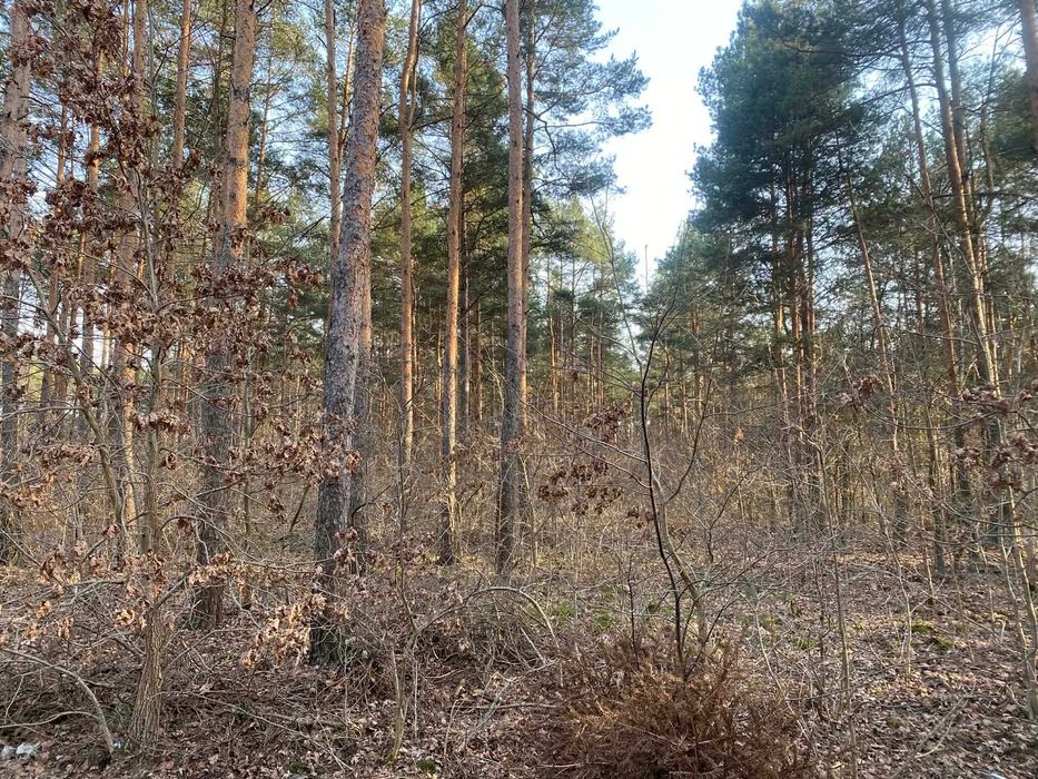 Działka Sulejówek ulica Wspólna - Widok 4