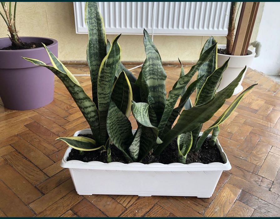 САНСЕВʼЄРА. Кімнатна рослина