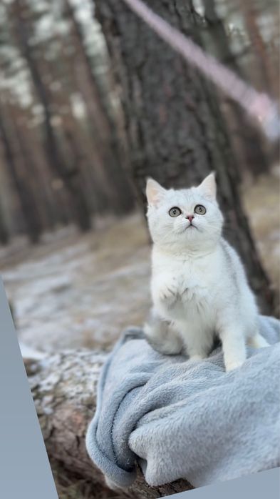 Киця страйт прямовуха срібна шиншила шотландська дівчинка