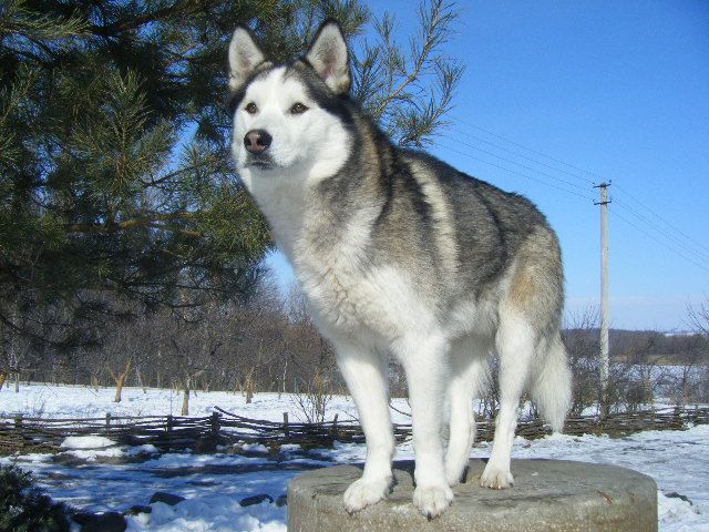 Кобель Хаски для вязки