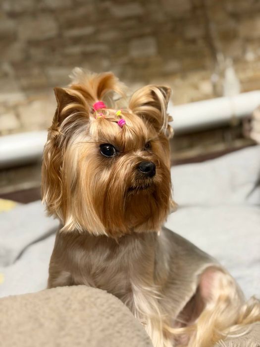 Йоркшерский терьер щенки мальчики