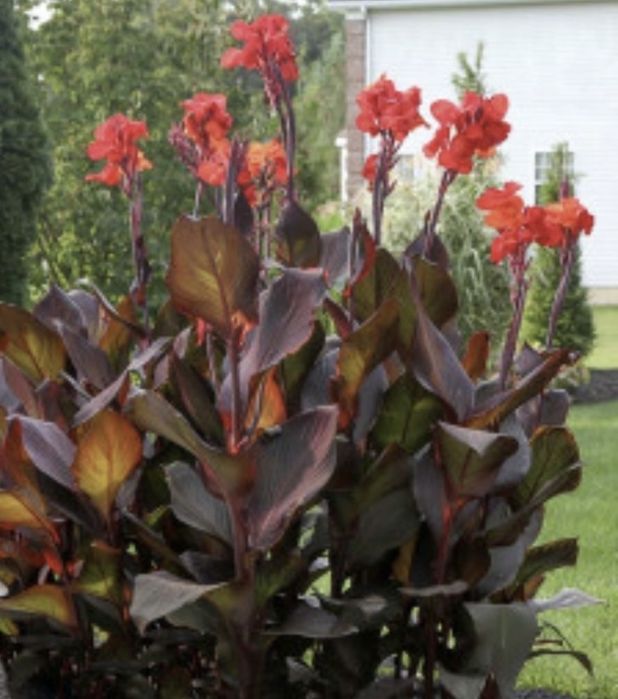 Канни квіти пальмолисті (клубні)