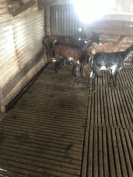 Vendo 5 cabras boas  b4