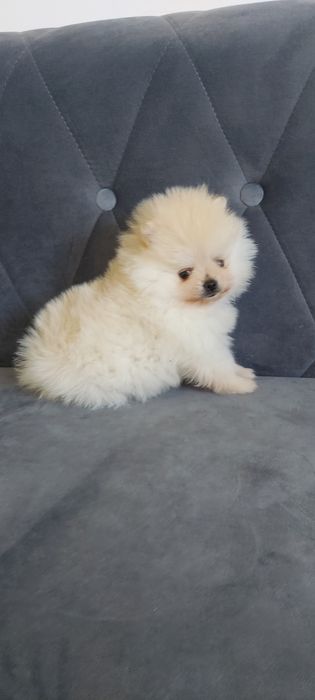 Samczyk szpic miniaturowy