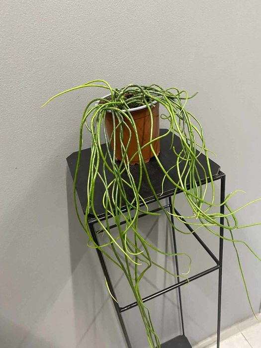 Rhipsalis Heidelberg