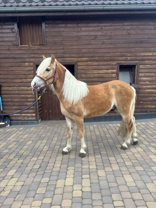 Wałach haflinger
