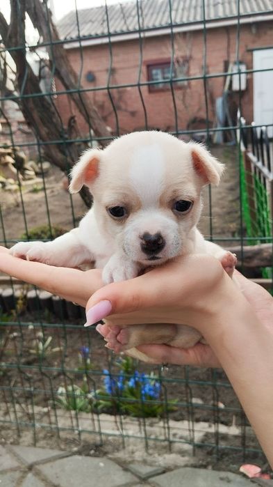 Собака  чіхуахуа