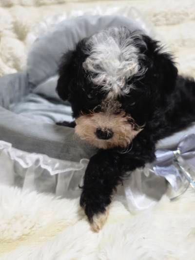 Необыкновенный мальчишка