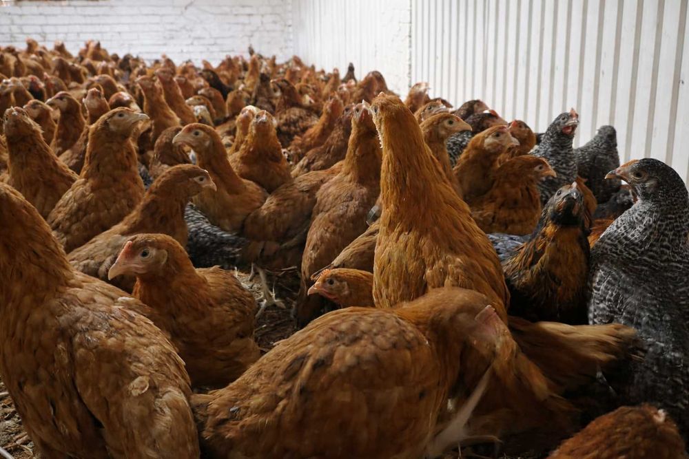 Kurczęta, kurki, kogutki