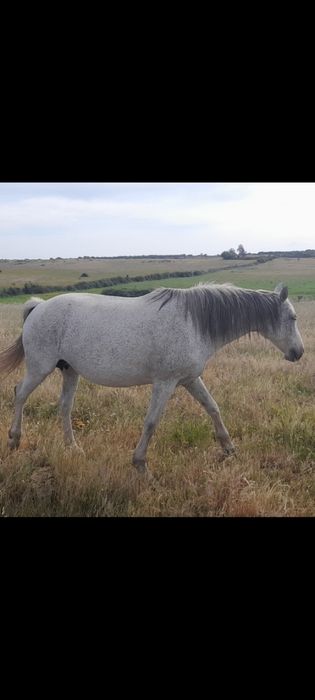 Cavalo para venda