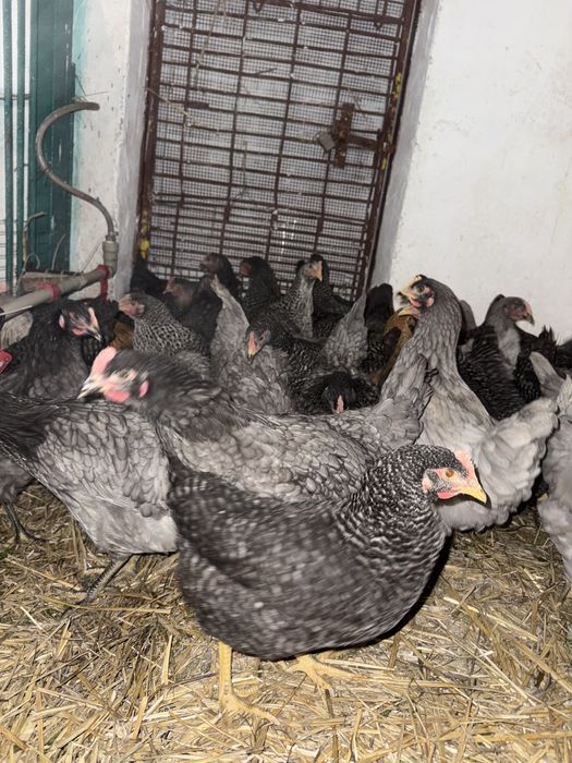 Курочки Домінант Легорн Ломан браун