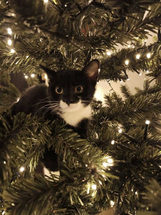 12-tygodniowy Timo szuka odpowiedzialnego domu