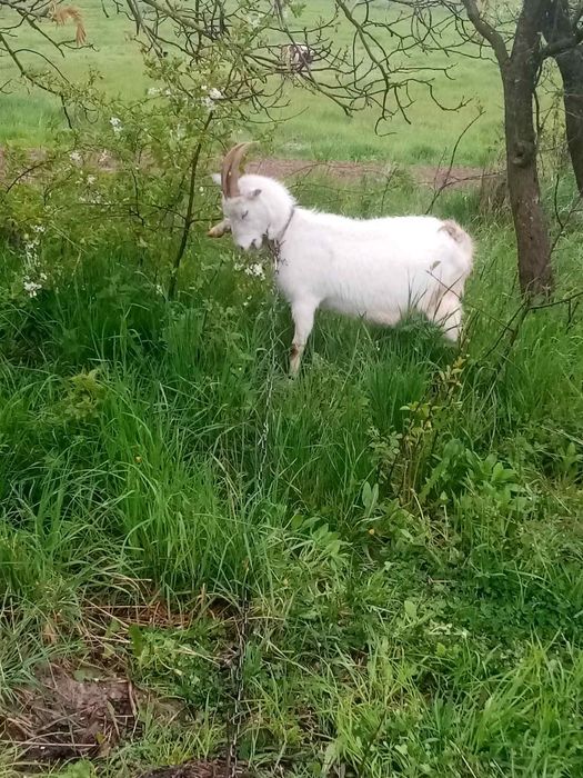 Продам кози зааненська