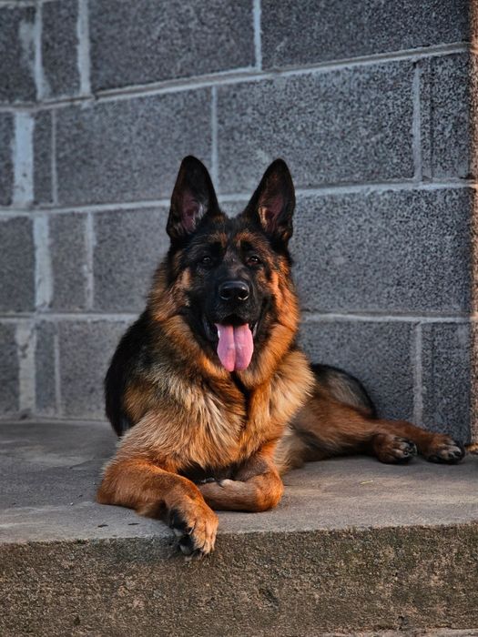 Owczarek niemiecki suka FCI