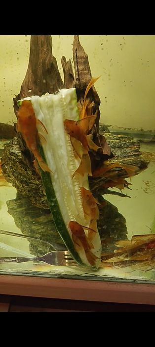 Super Red Long Fin zbrojnik Red  czerwony ancistrus glonojad