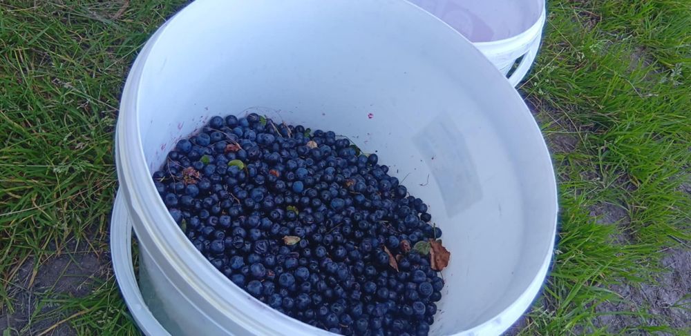 Sprzedam pełne wiaderko