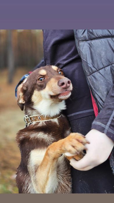 Отдам собаку-компаньона,,девочка, стерилизована, привита, 12 кг