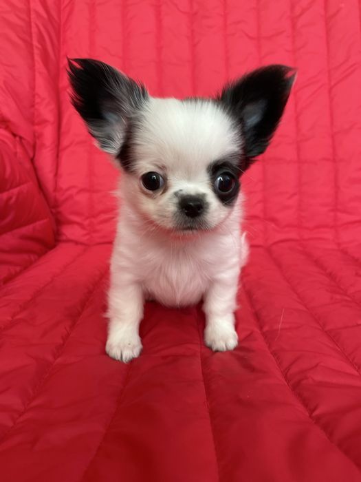 ХлопЧишечки довгошерстні