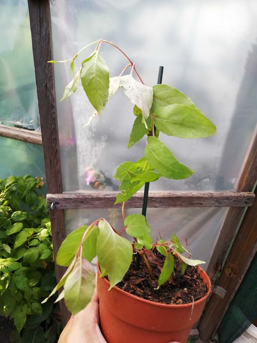 Planta Brinco de Princesa - Fucshia