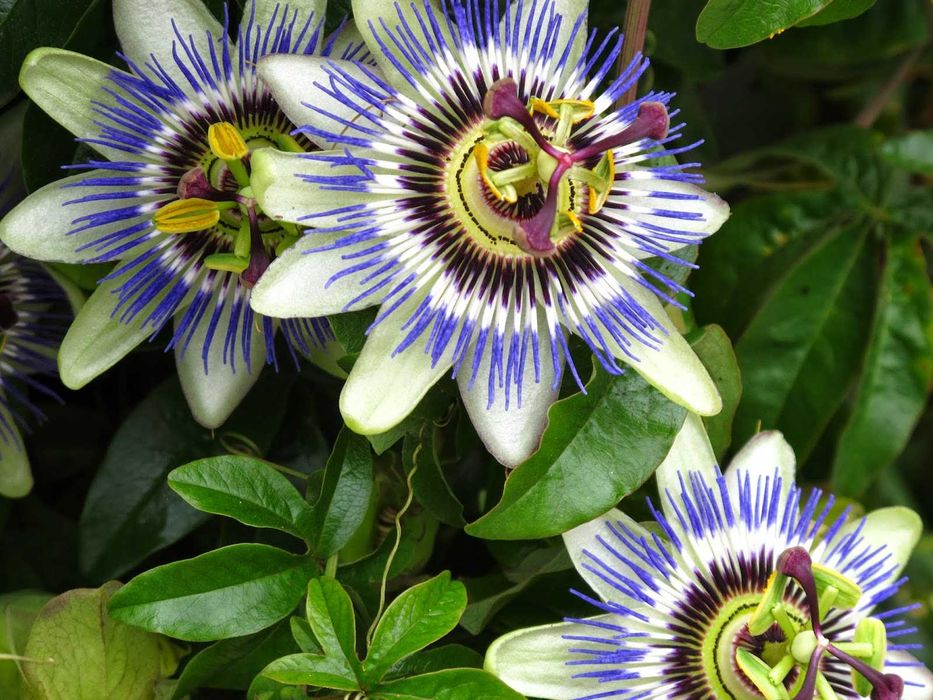 Plantas Passiflora caerulea em vaso