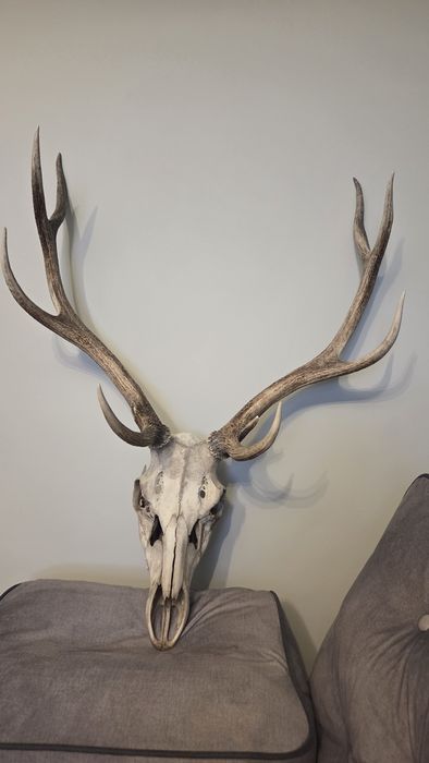Rogi jelenia solidne z czaszką