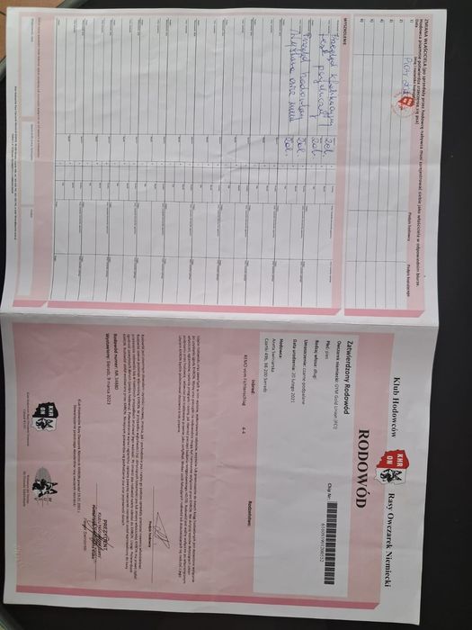 Owczarek Niemiecki Pies FCI