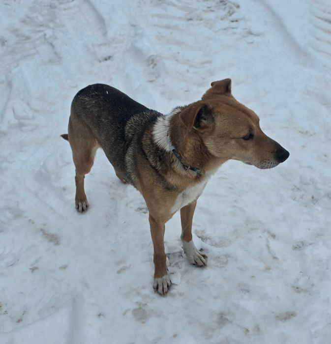 Będę twoim najlepszym przyjacielem