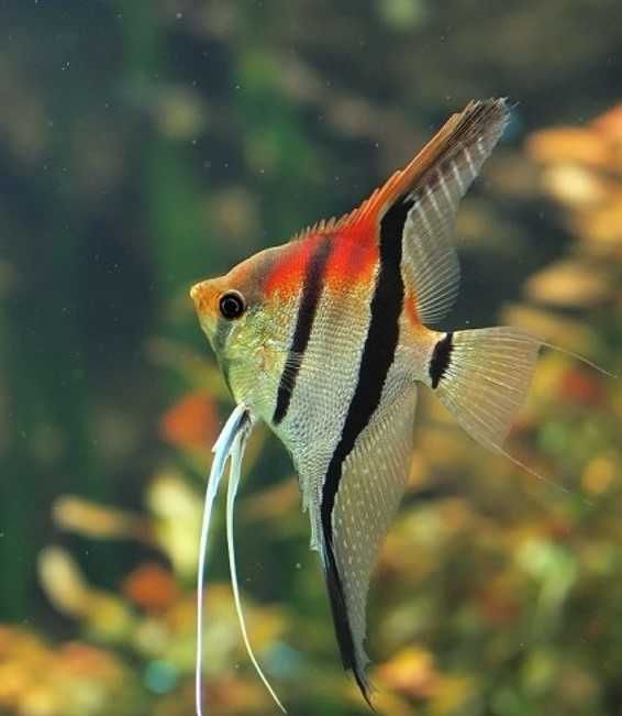 MŁODE (na zdj. dorosły) Pterophyllum scalare Skalar Red Back F1, rarytas