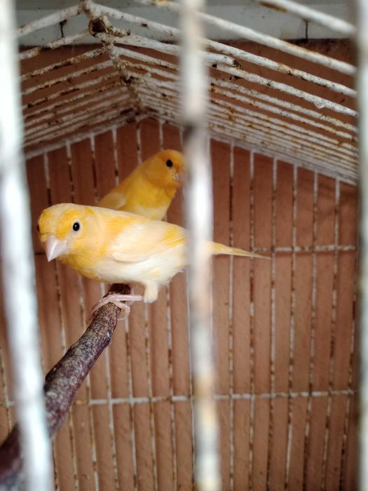 Canários machos 2025