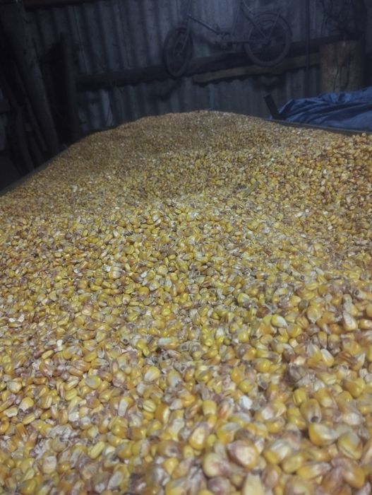 Продам кукурудзу