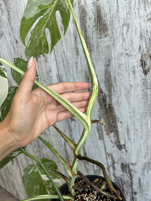 Vendo Monstera Albo Variegata