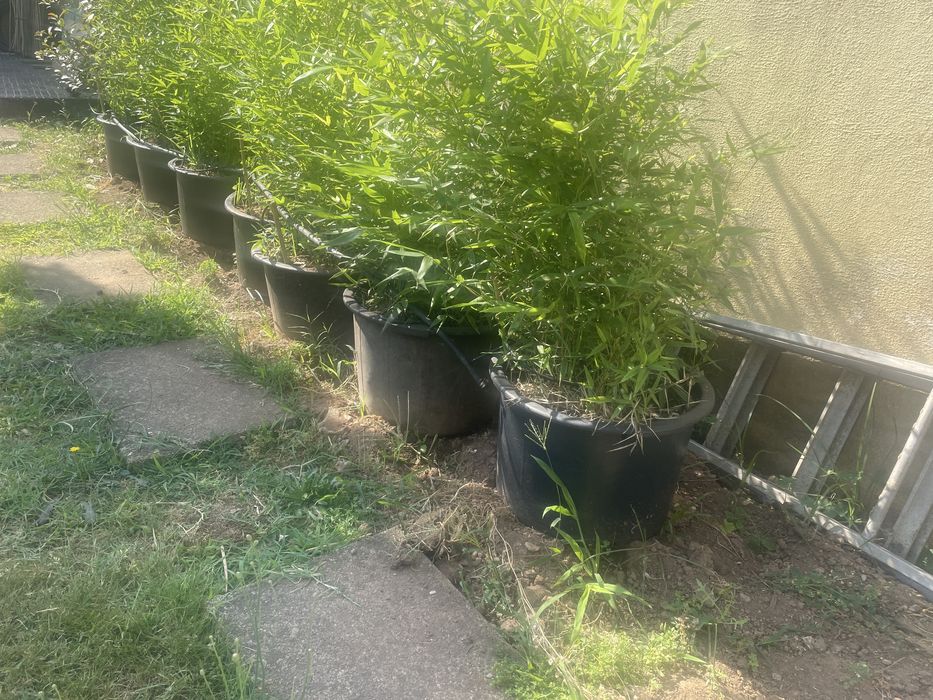 Vaso grande de bambu