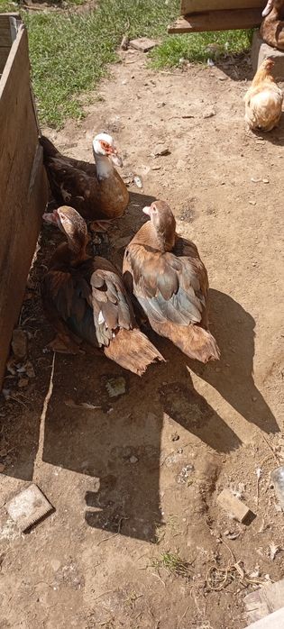 Мускусні качки різного віку та тушки качок