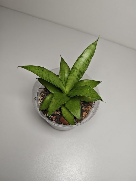Sansevieria Kumara