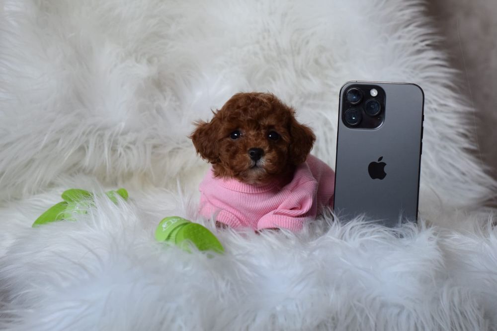 Маленькі цуцики мальтіпу. Продаж. Мальтипу