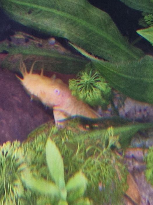 Peixe ancistrus (limpa vidros)