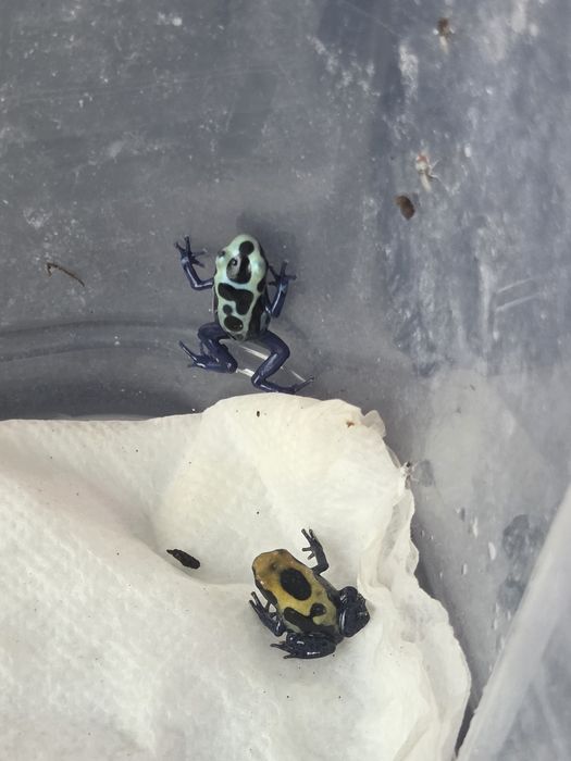 Dendrobates tinctorius azureus żabki