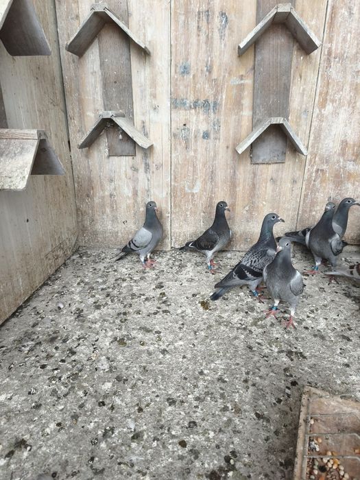 Lote de borrachos