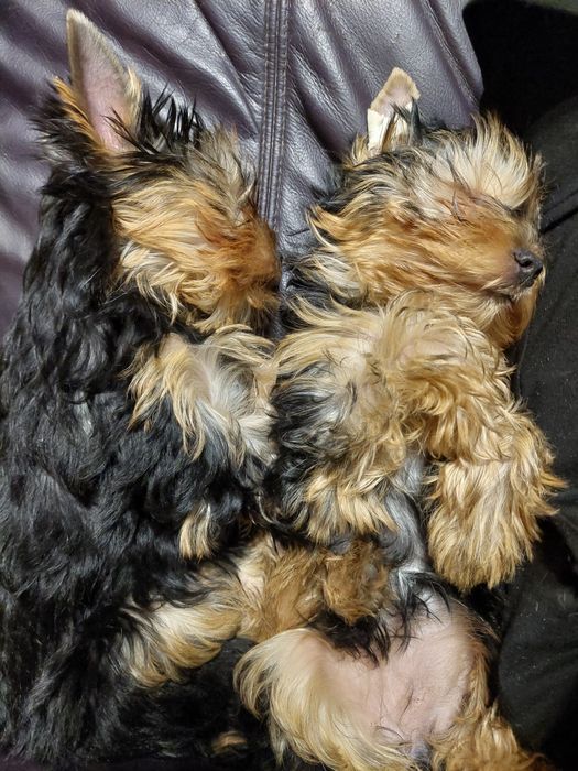Yorkshire terrier