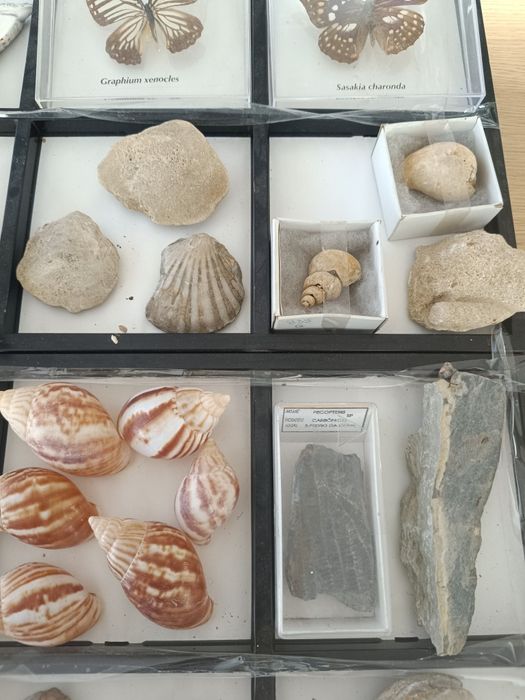 Fosseis, conchas, minerais e borboletas