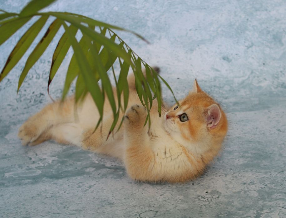 Кошеня золота шиншила