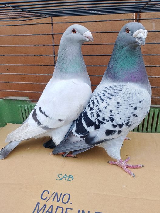 Sprzedam gołębie pocztowe standard para parzystą.