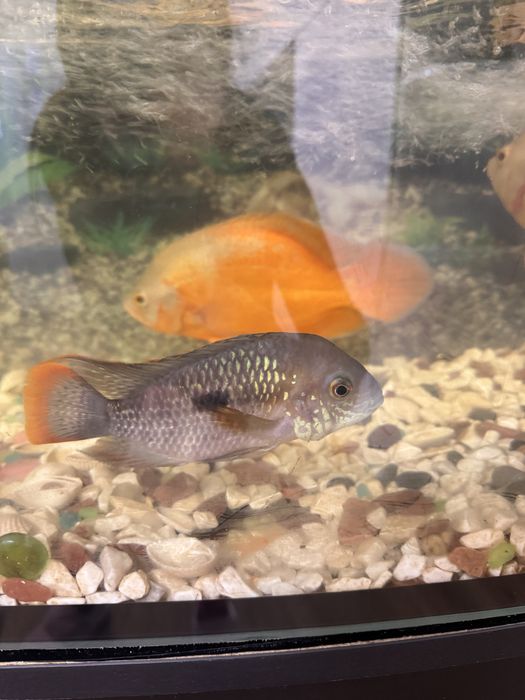 Акара бірюзова рибка в акваріум